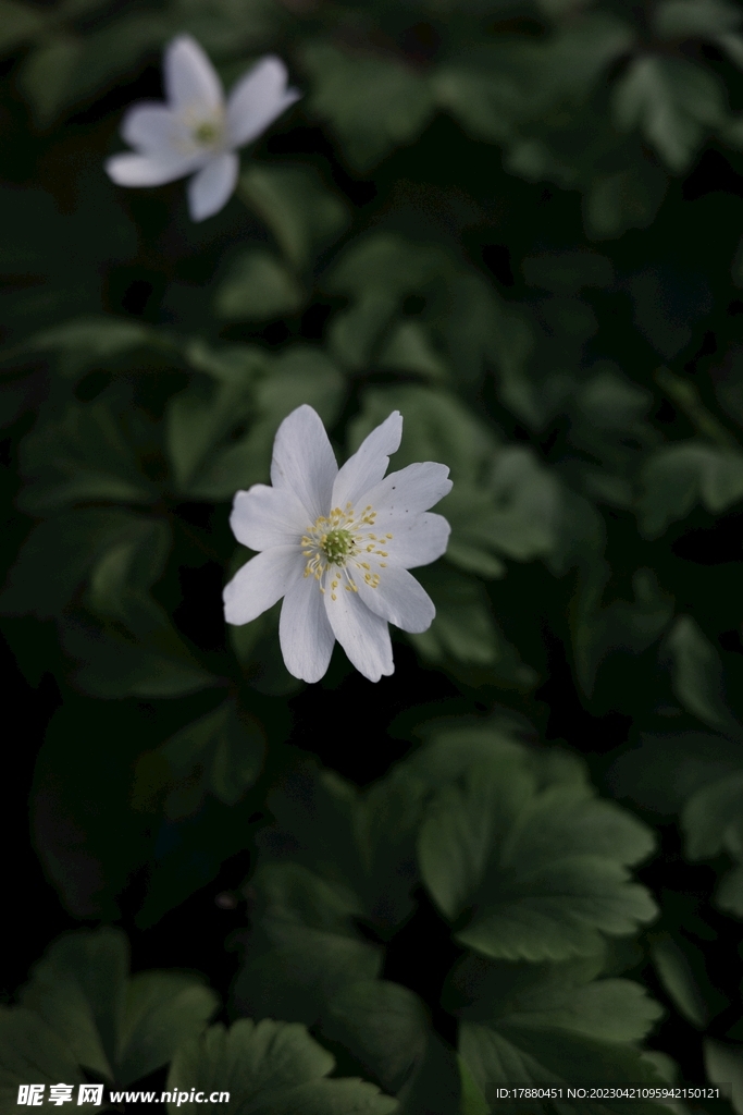 黑水银莲花