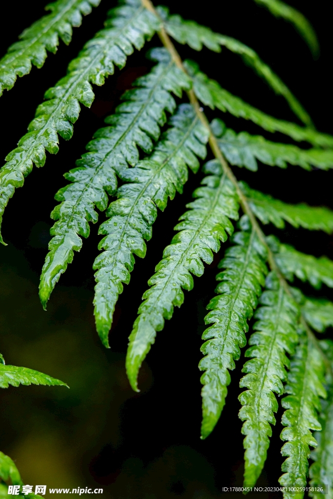 蕨类植物