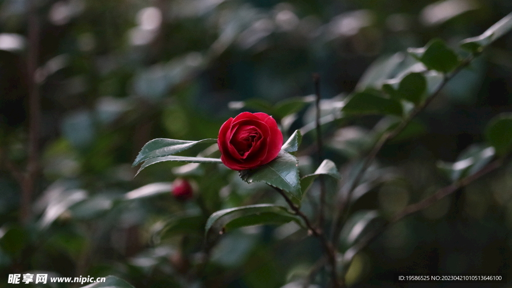 山茶花