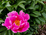 芍药花