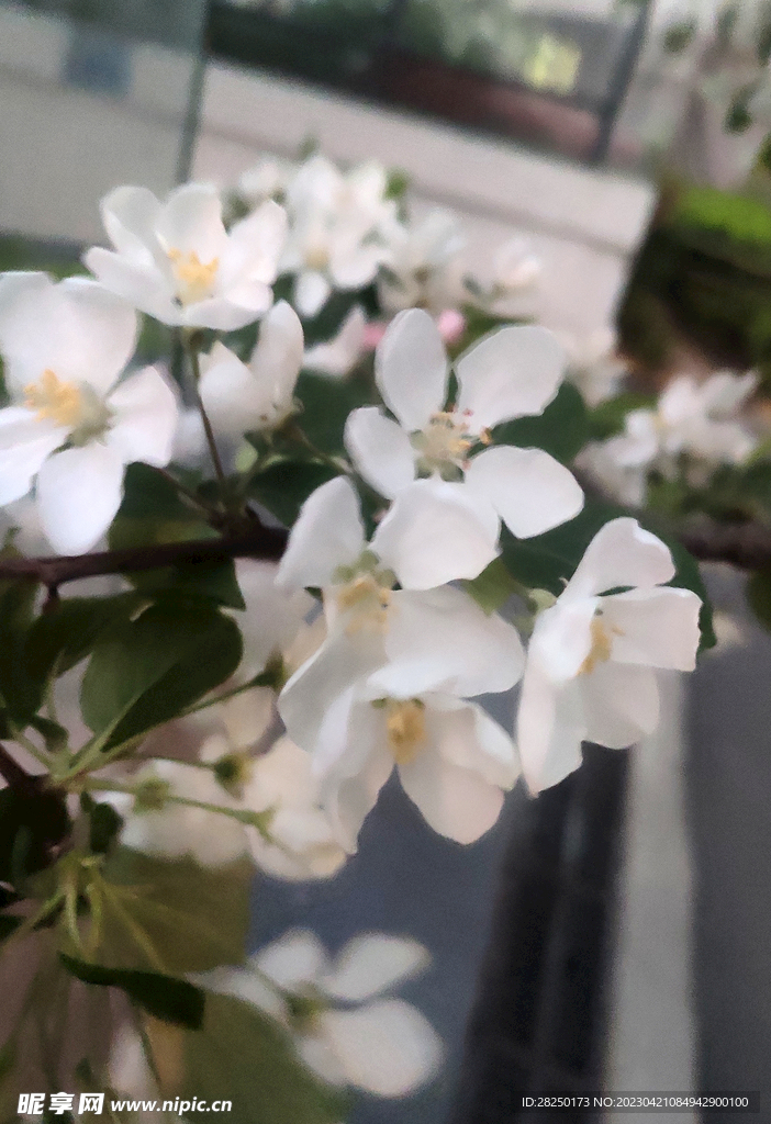 花