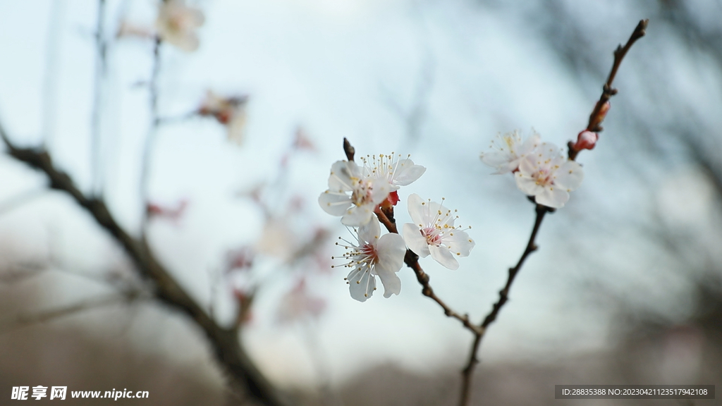 杏花