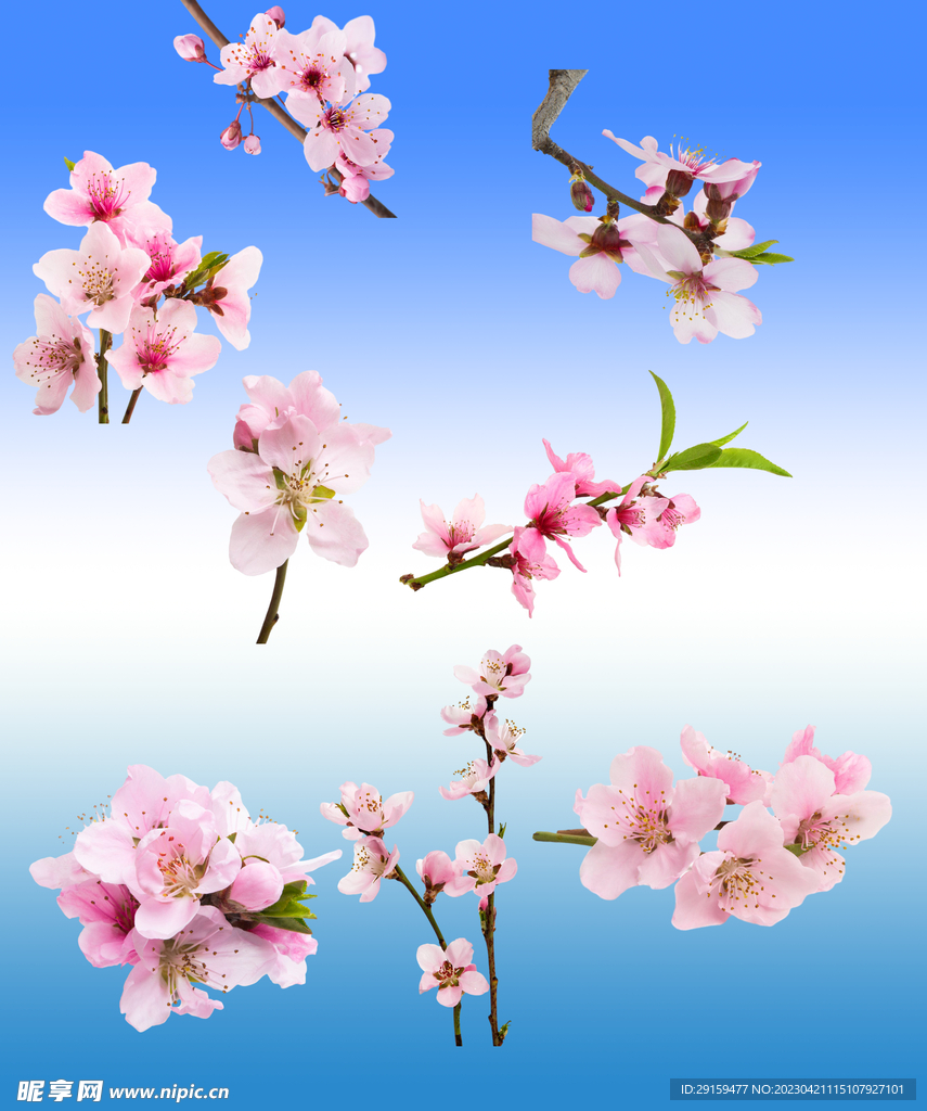 桃花 