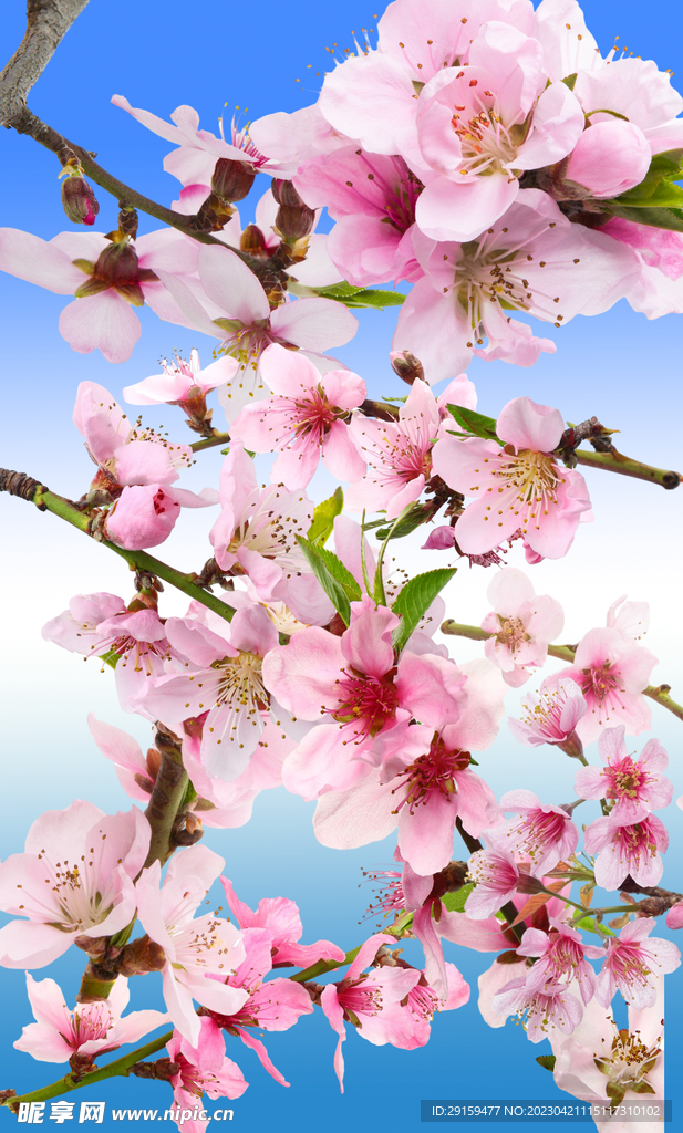 桃花 