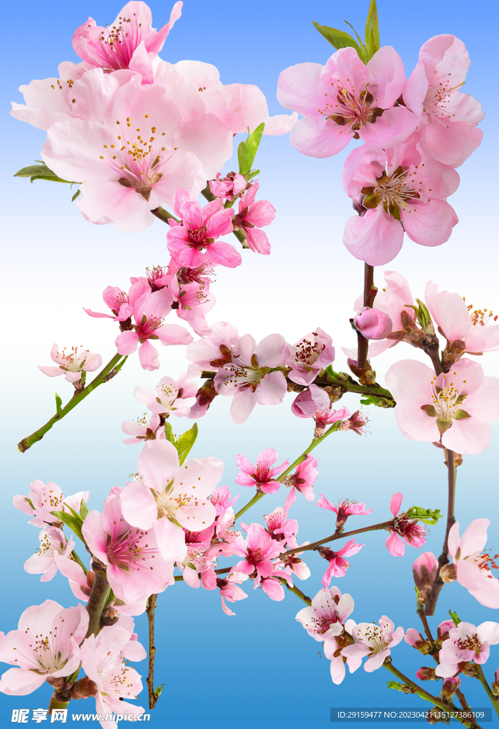 桃花 