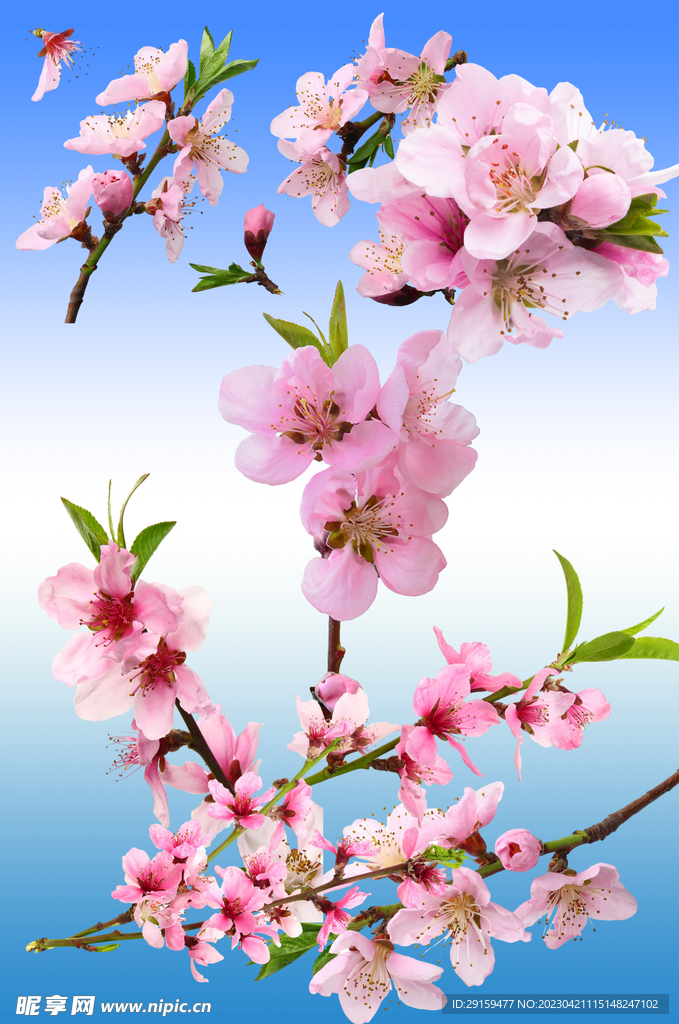 桃花
