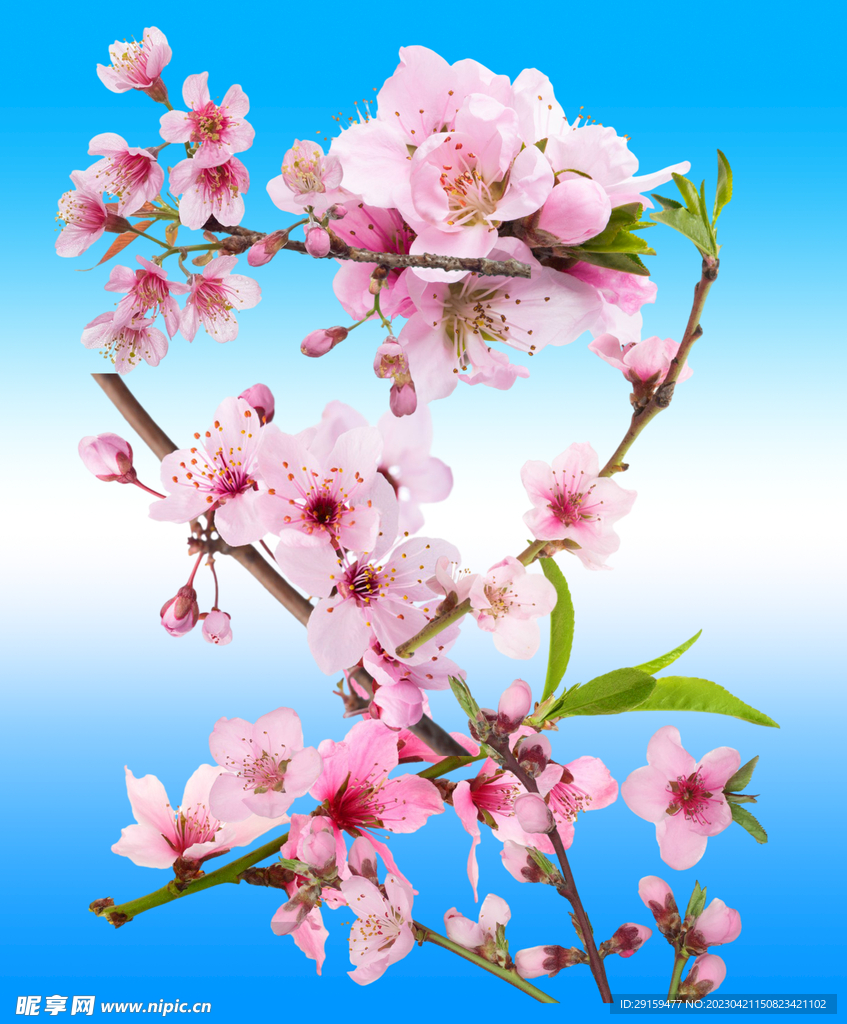 桃花 