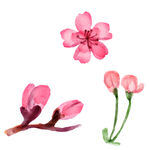 花瓣
