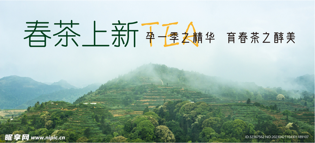 春茶