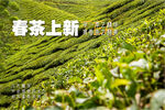 茶叶