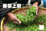春茶