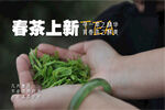 春茶