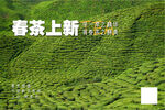 春茶
