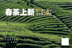 春茶 