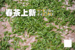 春茶