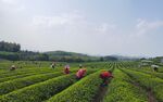 茶山采茶 茶农