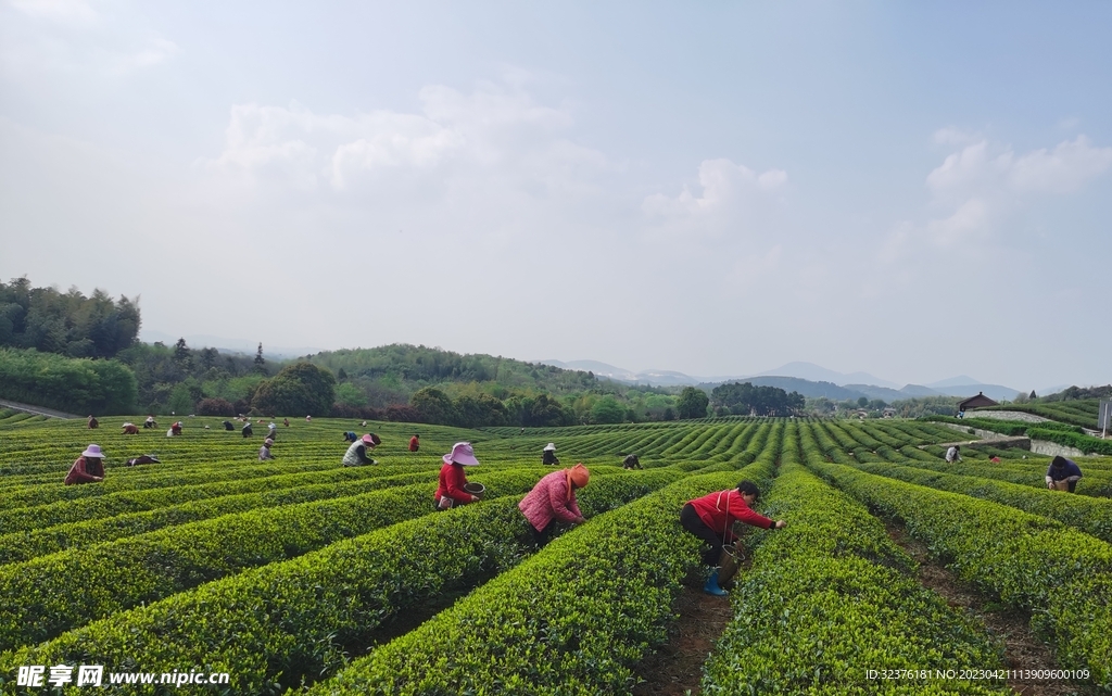 茶山采茶 茶农