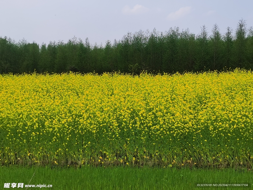 油菜花田