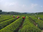 茶园 采茶 茶山 茶农