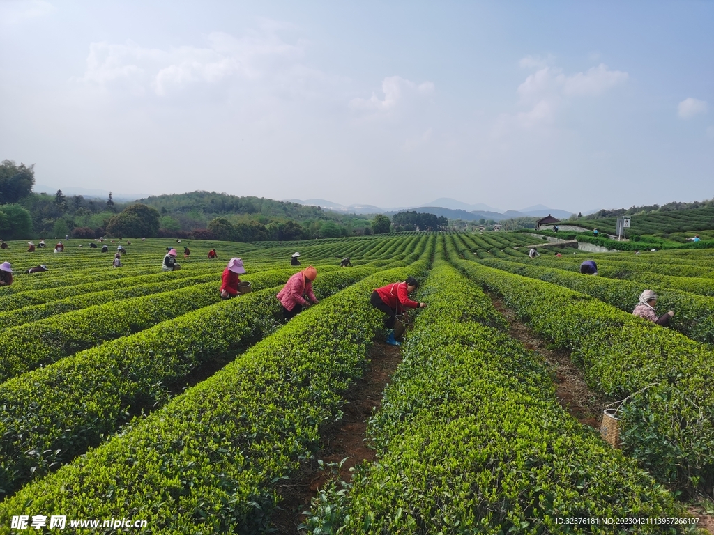 茶园 采茶 茶山 茶农