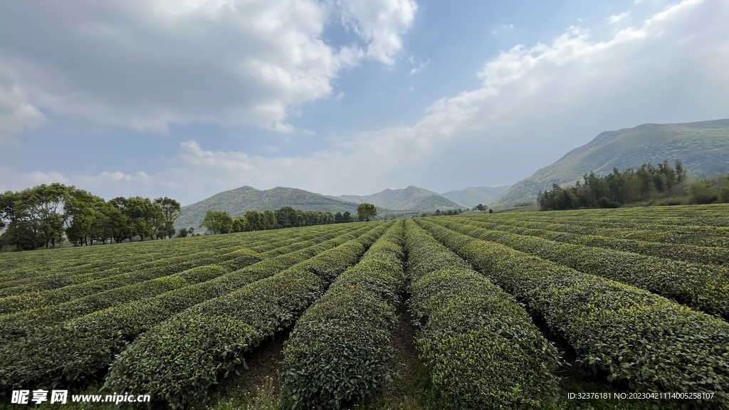 茶园  茶山 采茶