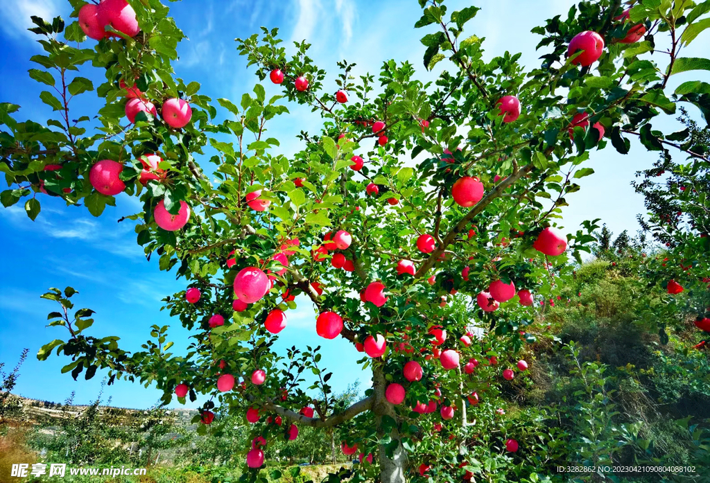 静宁红富士苹果园