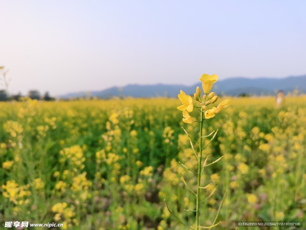 油菜花