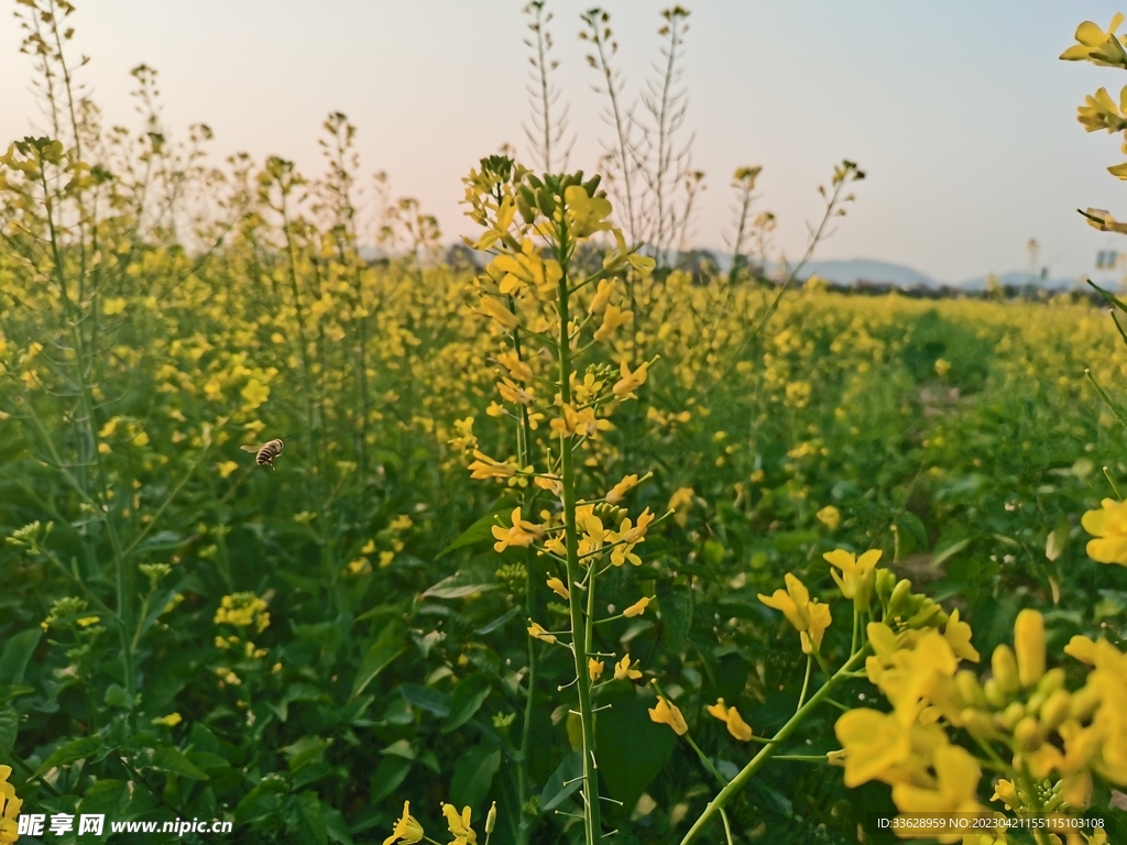 油菜花