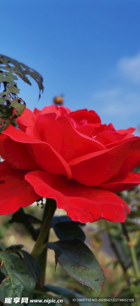 月季花