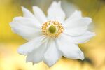 雏菊