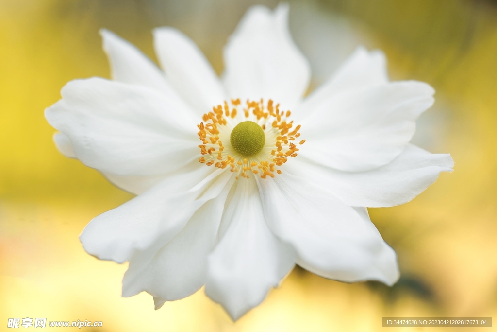 雏菊