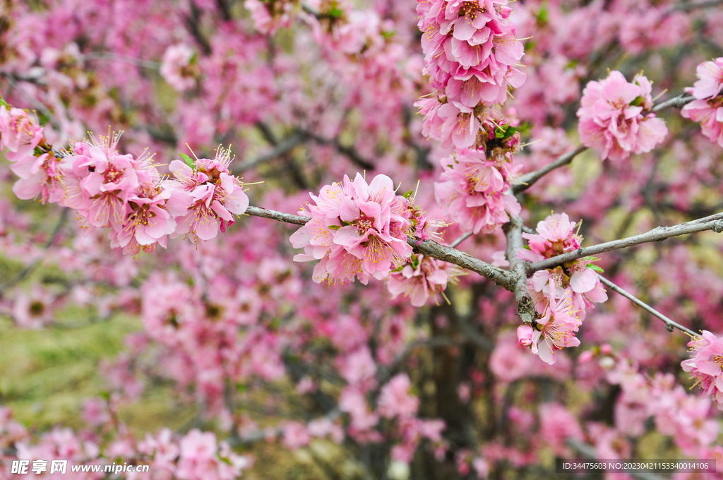 桃花