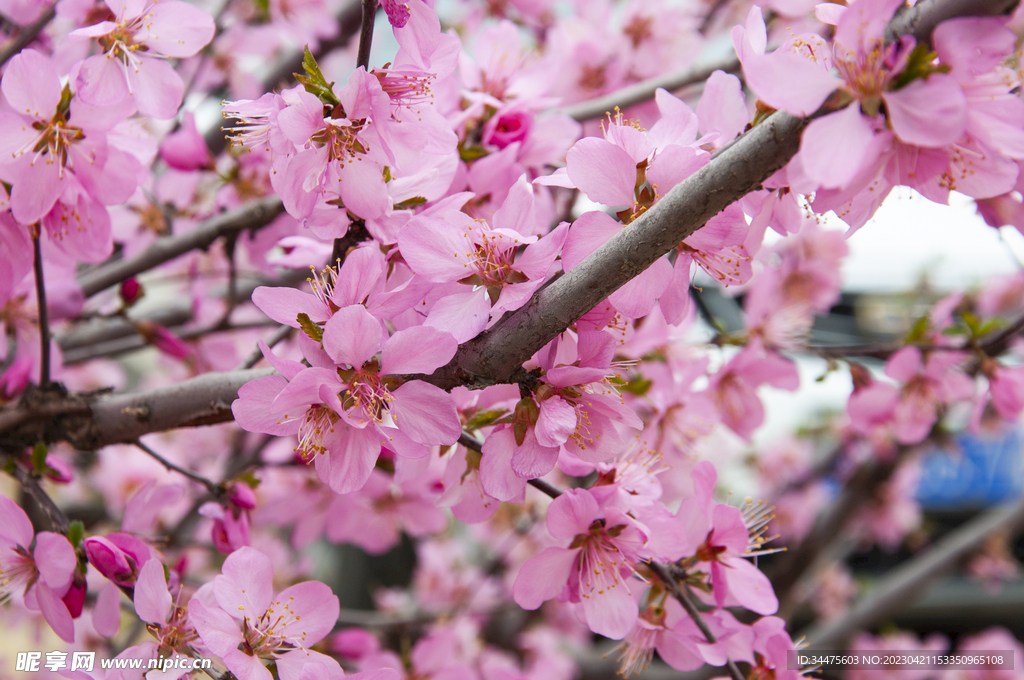 桃花