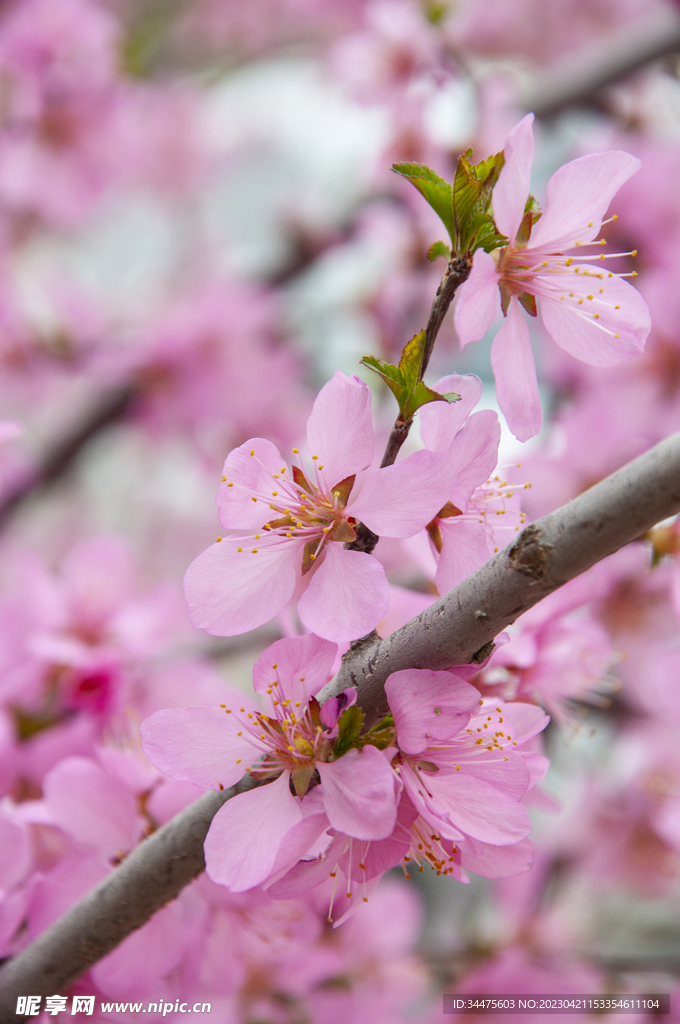 桃花