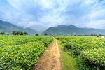 茶园间的小路