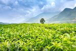山里茶园