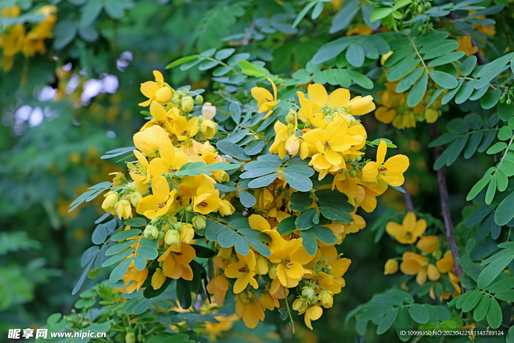 黄槐决明花