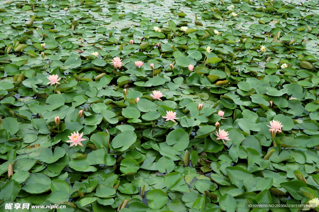 粉睡莲花 植物 睡莲 夏至 花