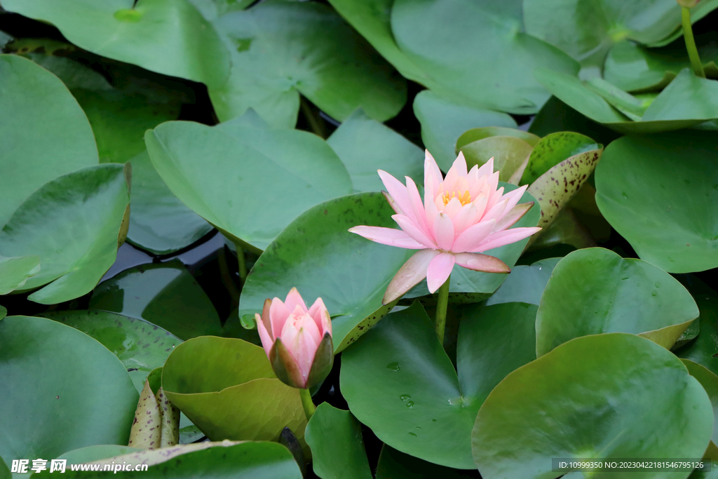 粉睡莲花