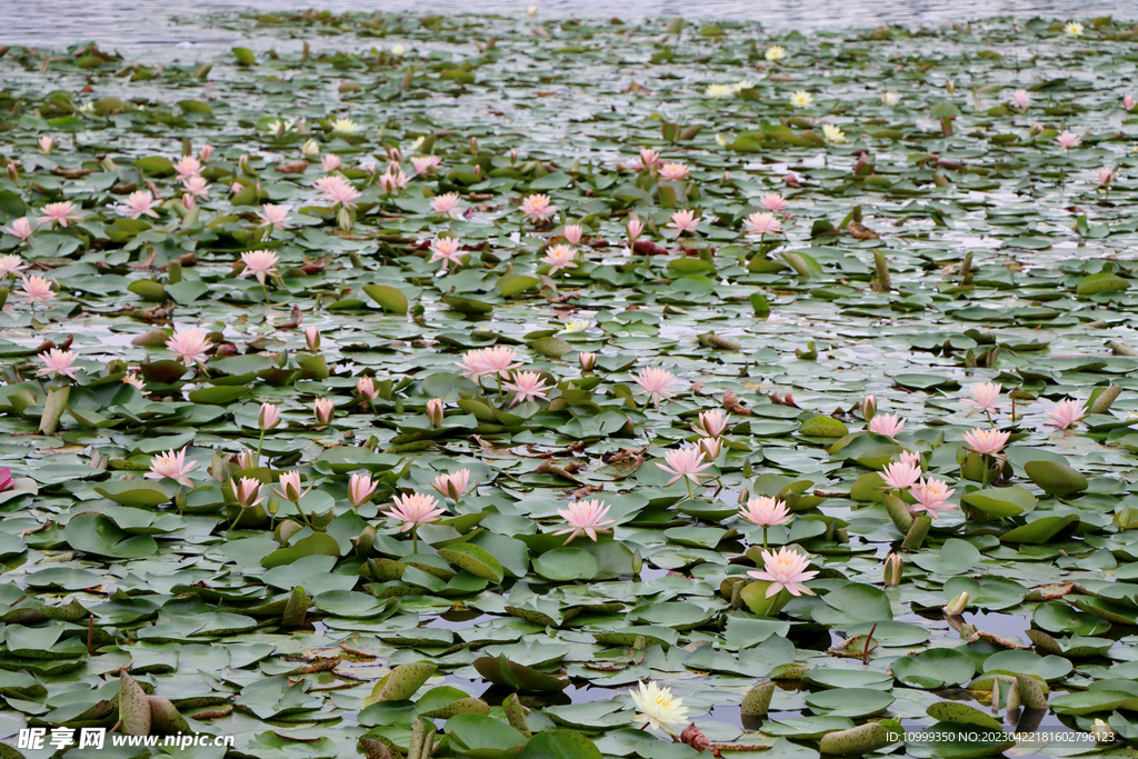 粉睡莲花