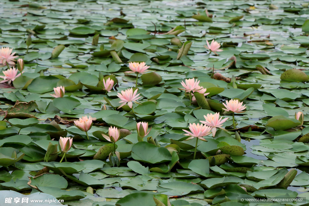 粉睡莲花