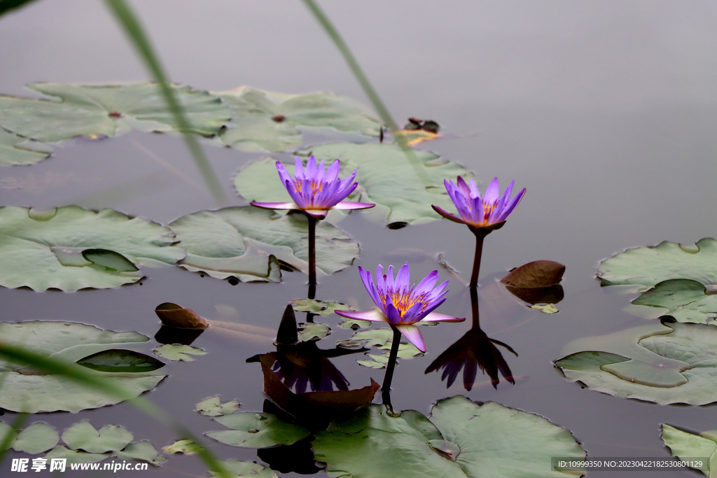 睡莲花