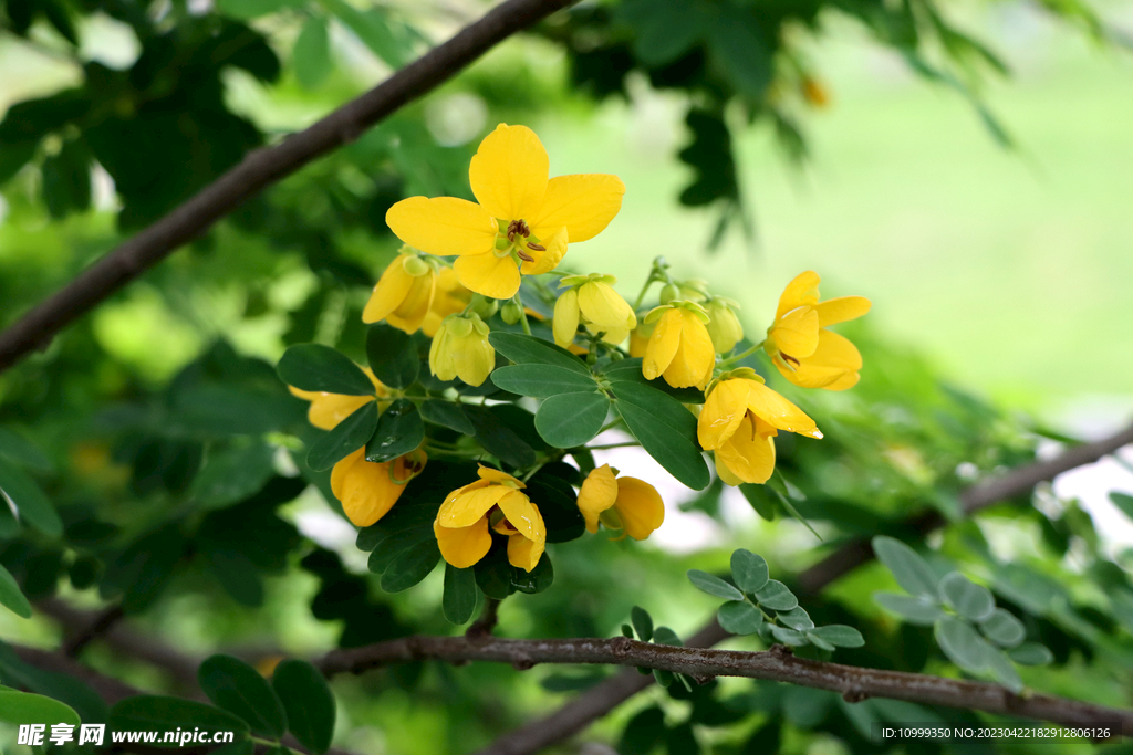 黄槐决明花