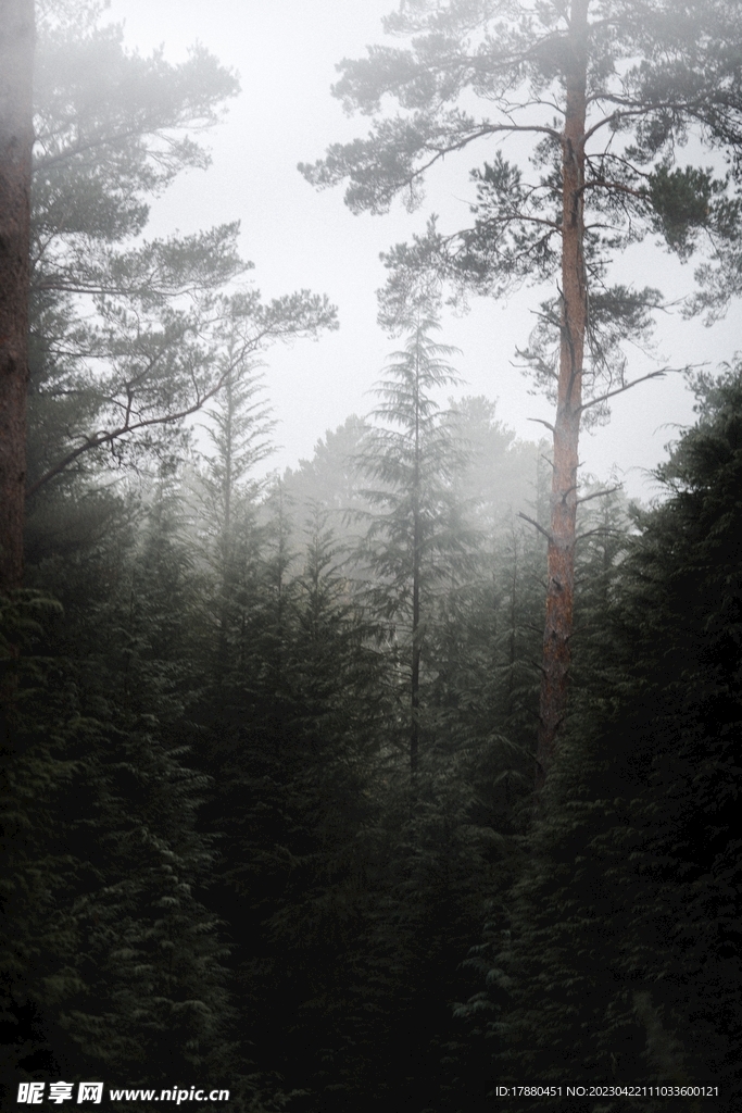 山林