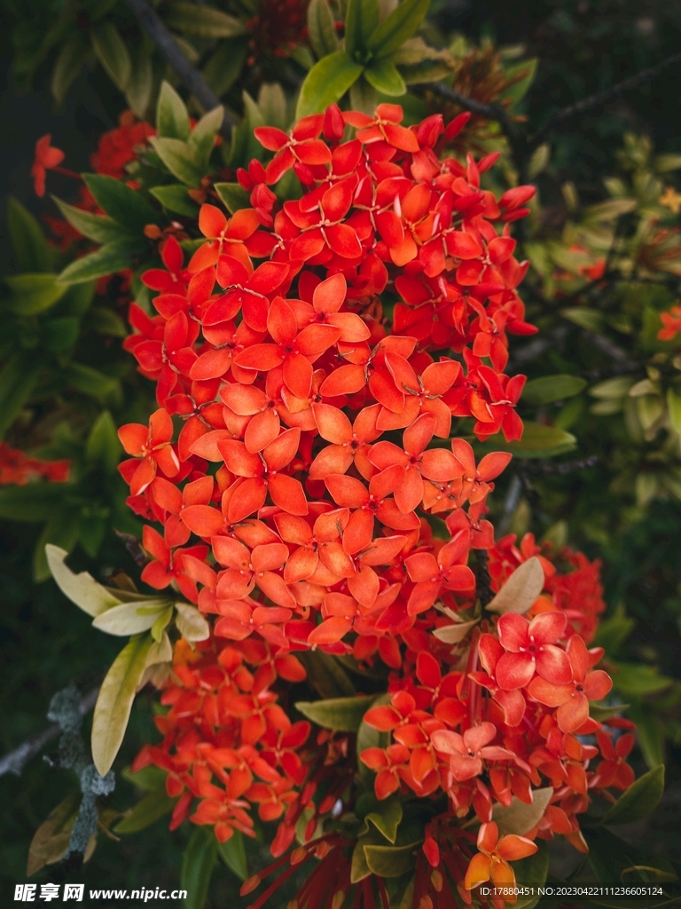 龙船花