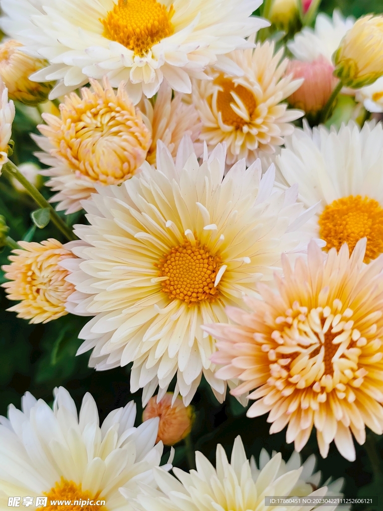 杭菊