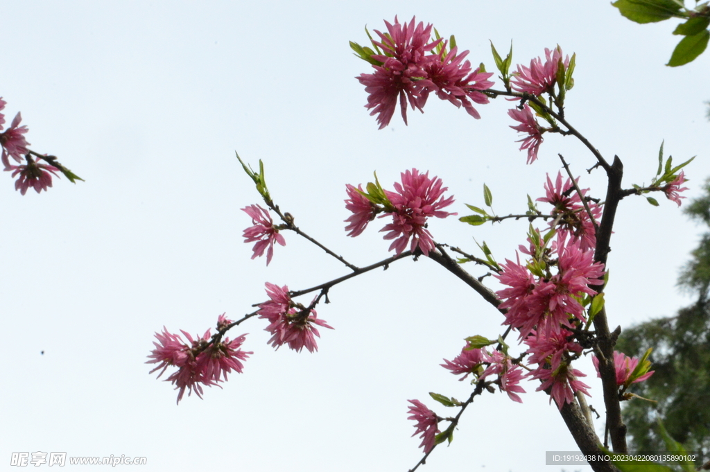 菊花桃 