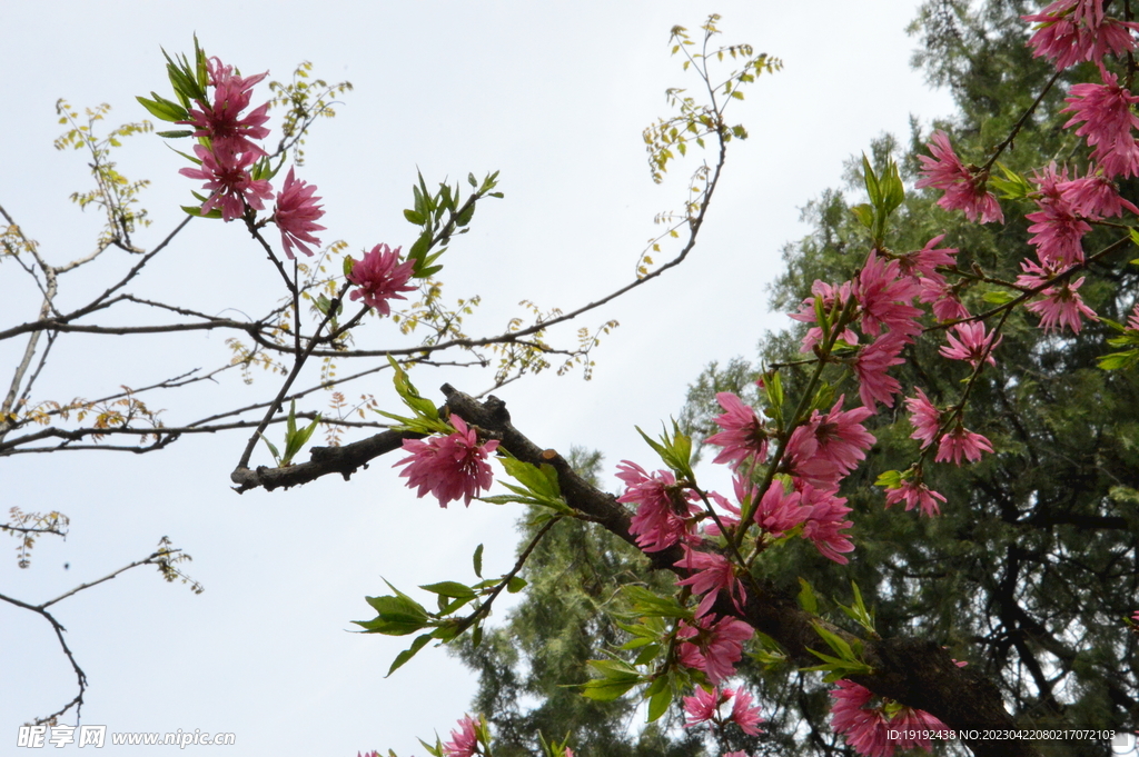 菊花桃