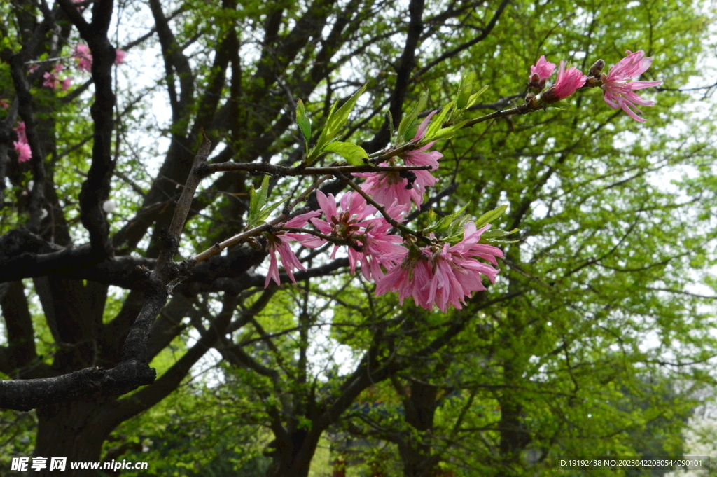 菊花桃