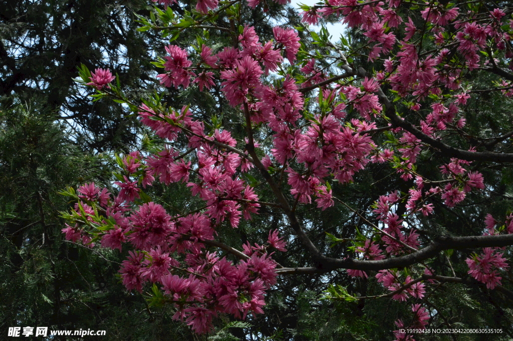 菊花桃